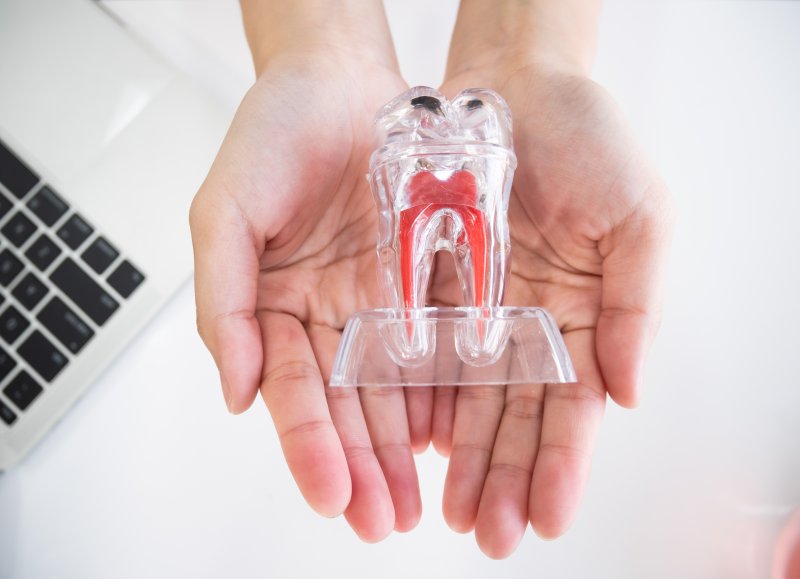 dentist holding model of root canal 